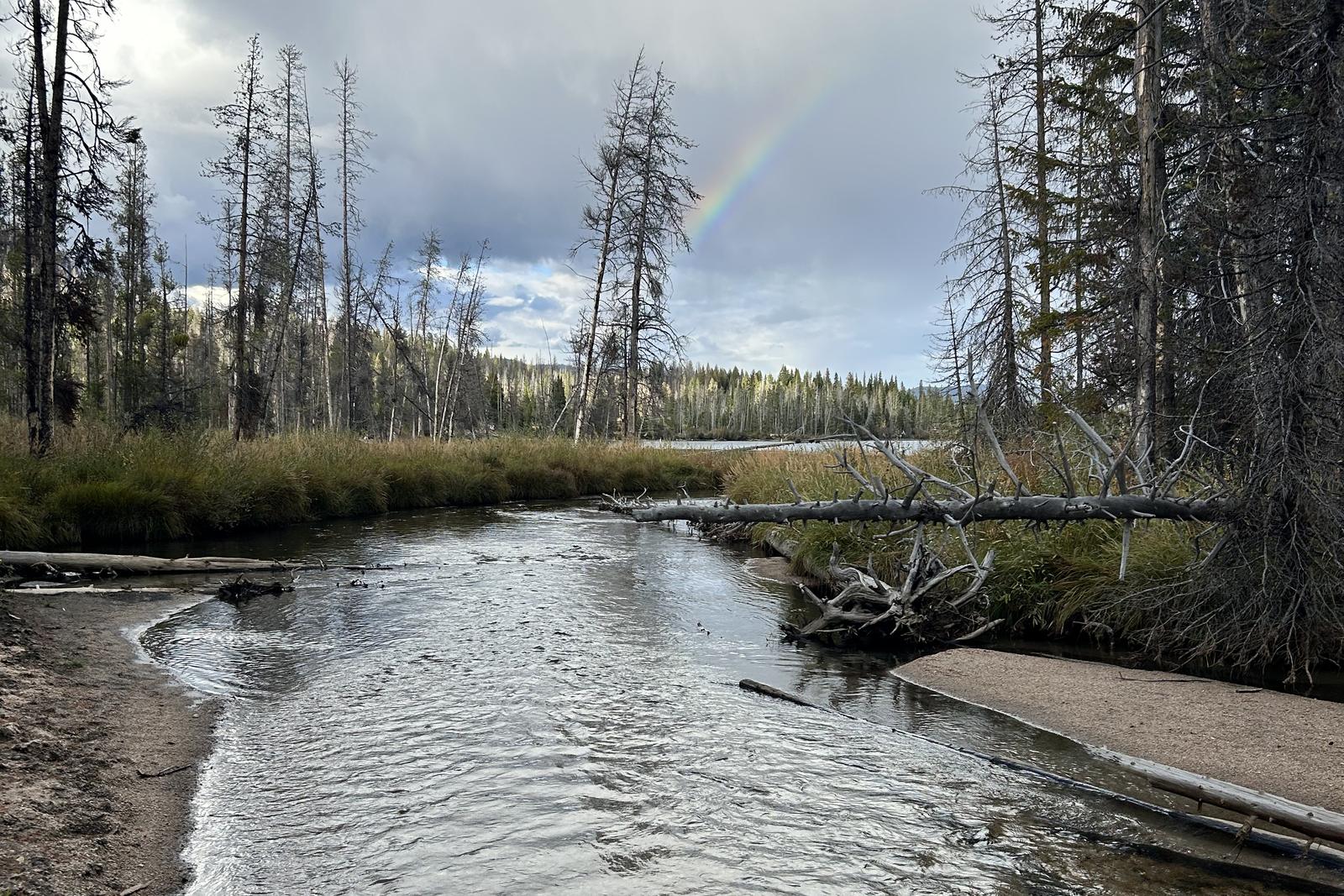 A shallow river winding through tall pines under a cloudy sky