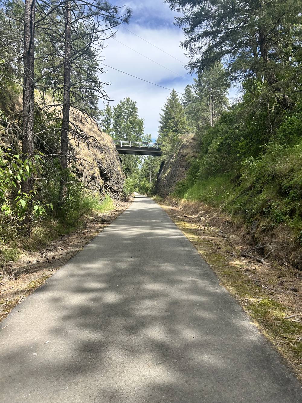 A paved trail through the pines on a sunny day