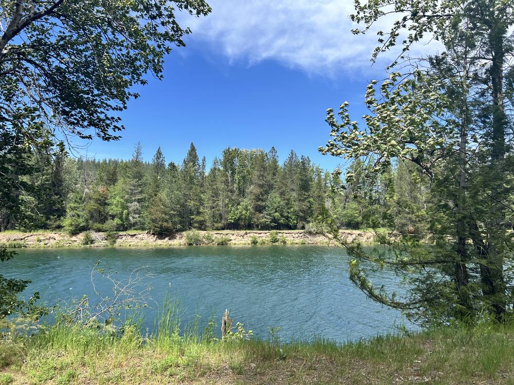 A calm lake ringed with pines on a sunny day