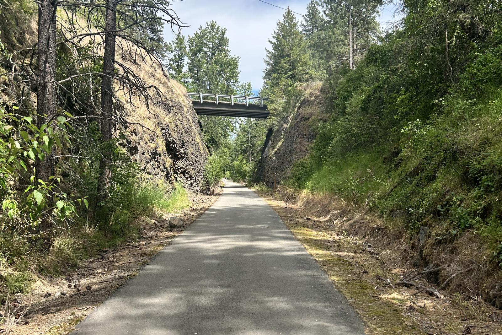 A paved trail through the pines on a sunny day